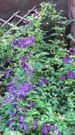 clematis (5).webp