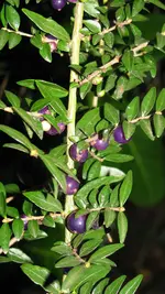 010.webp