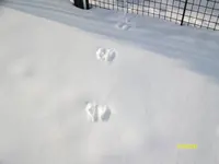 2010  Berlin 02 071.webp