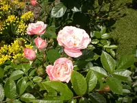 Garten Juni4 042.webp