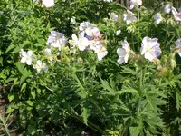 Garten 06-1 045.webp