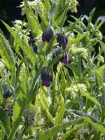 DSCN6331.webp