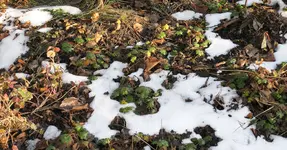 Tauwetter-2.webp