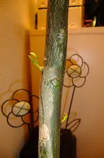 DSCF0289.webp