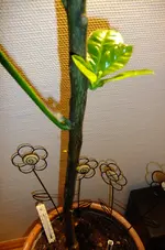 DSCF0290.webp