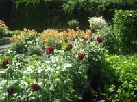 Gartentomaten 022.webp