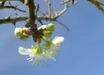 Februar Vorfreude auf       den Fruehling v(6) a.webp