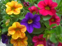 CIMG5977.webp