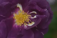 Rapsody in Blue Beetr. CowlishawWorner2003.webp