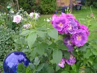 Rhapsody in Blue.webp