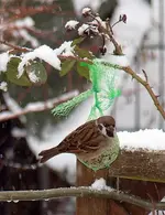 Spatz.webp