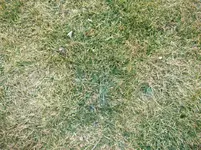 045.webp