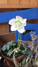 002.webp