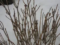 IMG_3646.webp