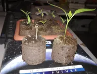 albino-paprika.webp