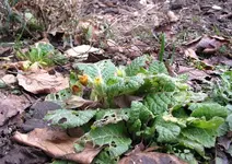 Garten08.webp