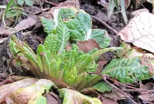 Garten09.webp