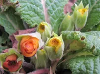 Garten10.webp