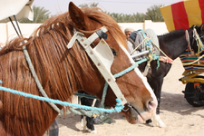 IMG_5545(1).webp