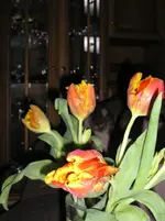 Cleo durch die Blume.webp