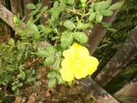 Garten Mai07 013.webp