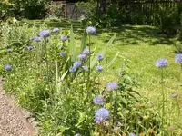 Garten Juni4 037.webp