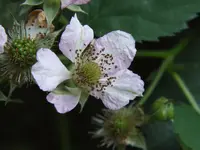 Bild 852.webp