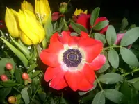 Frühling 22.02.2010 007.webp