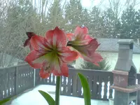 21.Februar 2010.webp