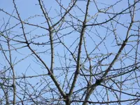 Februar 007.webp