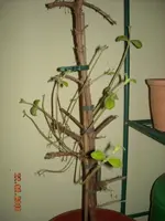 Wassertriebe 006.webp