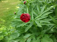 Mai3 028.webp