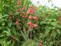 Mai6 025.webp