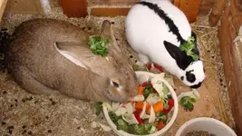 sd salat.webp