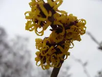 SDC12247.webp