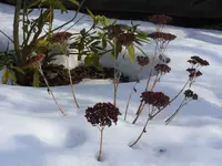 SDC12246.webp