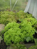 Garten 09 008.webp