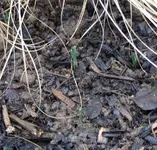 Frühlingserwachen.webp