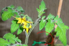 tomato.webp