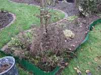 staudenbeet vorher.webp