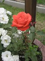 garten 09 004.webp