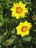 garten 09 020.webp