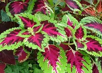 buntnessel13.webp