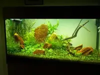 P_Aquarium.webp