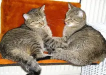 Oscar und Cleo im Bad 0.webp