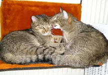 Oscar und Cleo im Bad - Putzstunde.webp