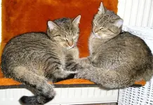 Oscar und Cleo im Bad - Wir sind ja so müde.webp