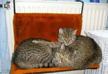 Oscar und Cleo im Bad - wacht über Cleo.webp