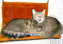 Oscar und Cleo im Bad - jetzt ists aber genug.webp