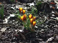 krokus blüht.webp